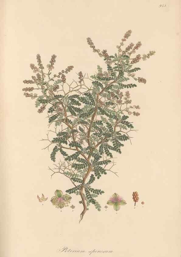 Reproducción/Reproduction 49579599253: Flora Graeca, sive, Plantarum rariorum historia, quas in provinciis aut insulis Graeciae /. Londini :Typis Richardi Taylor et socii, in Vico Shoe-Lane :MDCCCVI-MDCCCXL [1806-1840].. 