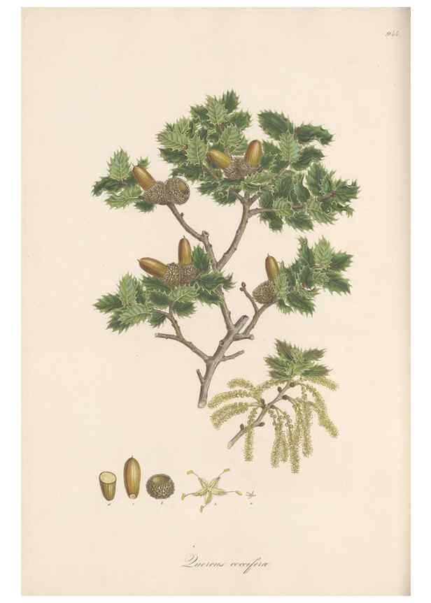 Reproducción/Reproduction 49580099951: Flora Graeca, sive, Plantarum rariorum historia, quas in provinciis aut insulis Graeciae /. Londini :Typis Richardi Taylor et socii, in Vico Shoe-Lane :MDCCCVI-MDCCCXL [1806-1840].. 
