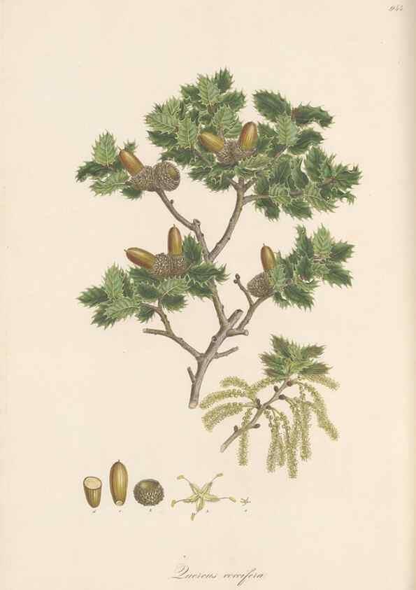 Reproducción/Reproduction 49580099951: Flora Graeca, sive, Plantarum rariorum historia, quas in provinciis aut insulis Graeciae /. Londini :Typis Richardi Taylor et socii, in Vico Shoe-Lane :MDCCCVI-MDCCCXL [1806-1840].. 