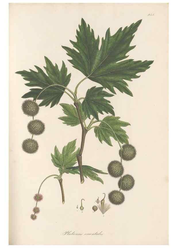 Reproducción/Reproduction 49579599873: Flora Graeca, sive, Plantarum rariorum historia, quas in provinciis aut insulis Graeciae /. Londini :Typis Richardi Taylor et socii, in Vico Shoe-Lane :MDCCCVI-MDCCCXL [1806-1840].. 