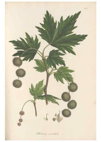 Reproducción/Reproduction 49579599873: Flora Graeca, sive, Plantarum rariorum historia, quas in provinciis aut insulis Graeciae /. Londini :Typis Richardi Taylor et socii, in Vico Shoe-Lane :MDCCCVI-MDCCCXL [1806-1840].. 