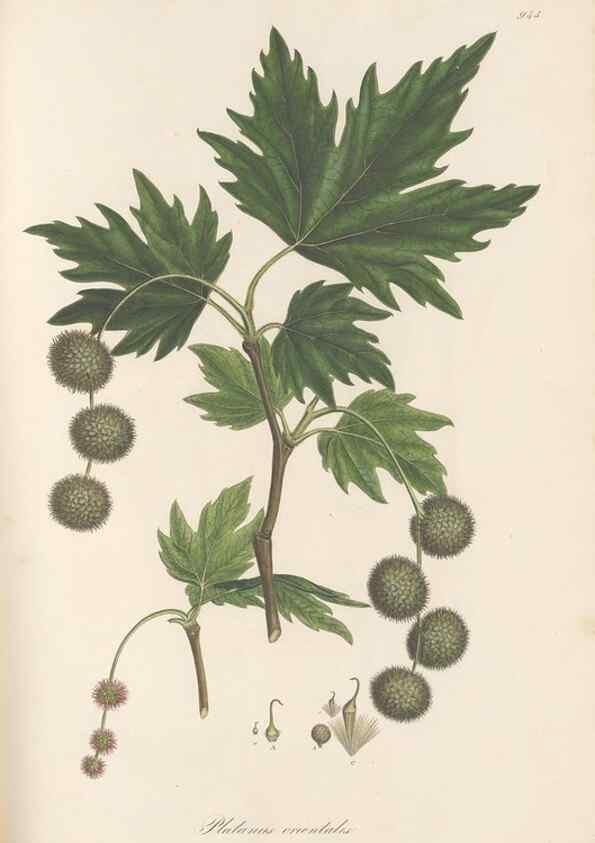 Reproducción/Reproduction 49579599873: Flora Graeca, sive, Plantarum rariorum historia, quas in provinciis aut insulis Graeciae /. Londini :Typis Richardi Taylor et socii, in Vico Shoe-Lane :MDCCCVI-MDCCCXL [1806-1840].. 