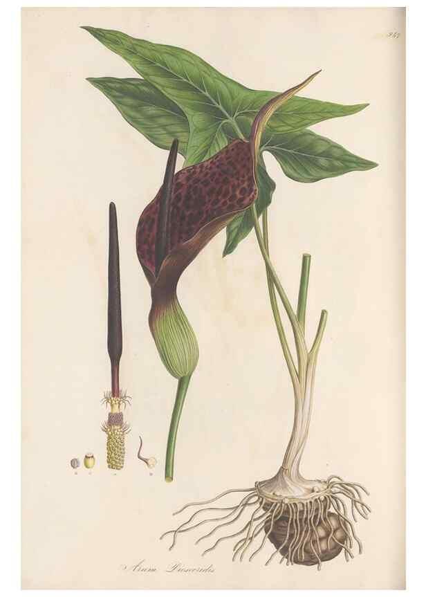 Reproducción/Reproduction 49580100551: Flora Graeca, sive, Plantarum rariorum historia, quas in provinciis aut insulis Graeciae /. Londini :Typis Richardi Taylor et socii, in Vico Shoe-Lane :MDCCCVI-MDCCCXL [1806-1840].. 