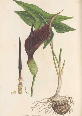 Reproducción/Reproduction 49580100551: Flora Graeca, sive, Plantarum rariorum historia, quas in provinciis aut insulis Graeciae /. Londini :Typis Richardi Taylor et socii, in Vico Shoe-Lane :MDCCCVI-MDCCCXL [1806-1840].. 