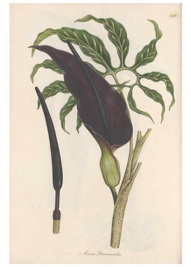 Reproducción/Reproduction 49580327632: Flora Graeca, sive, Plantarum rariorum historia, quas in provinciis aut insulis Graeciae /. Londini :Typis Richardi Taylor et socii, in Vico Shoe-Lane :MDCCCVI-MDCCCXL [1806-1840].. 