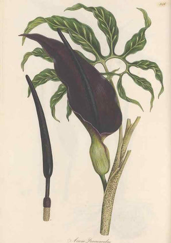Reproducción/Reproduction 49580327632: Flora Graeca, sive, Plantarum rariorum historia, quas in provinciis aut insulis Graeciae /. Londini :Typis Richardi Taylor et socii, in Vico Shoe-Lane :MDCCCVI-MDCCCXL [1806-1840].. 