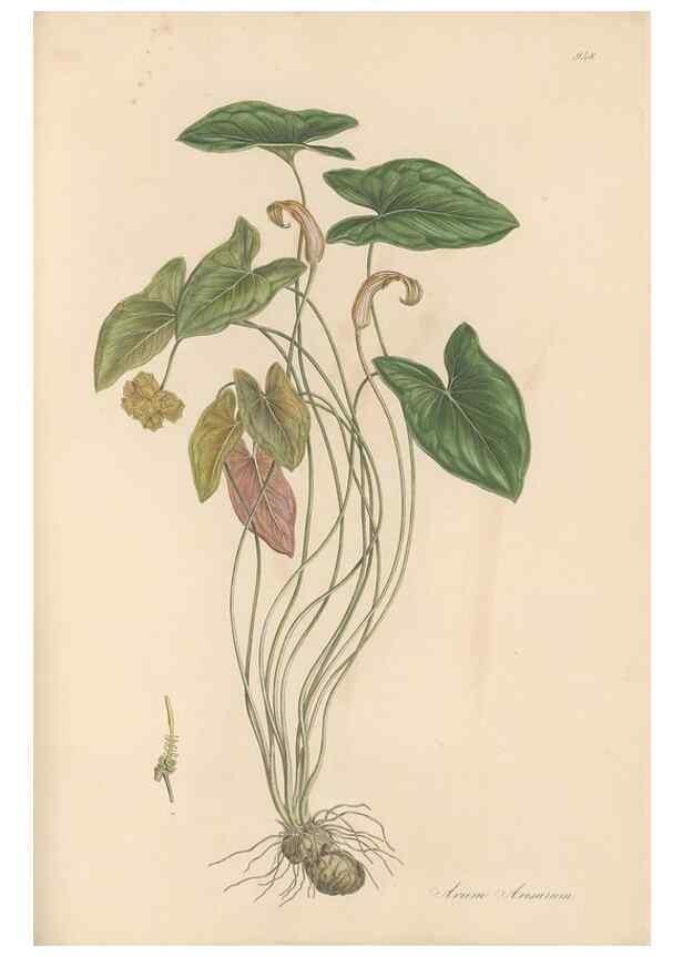 Reproducción/Reproduction 49580327977: Flora Graeca, sive, Plantarum rariorum historia, quas in provinciis aut insulis Graeciae /. Londini :Typis Richardi Taylor et socii, in Vico Shoe-Lane :MDCCCVI-MDCCCXL [1806-1840].. 