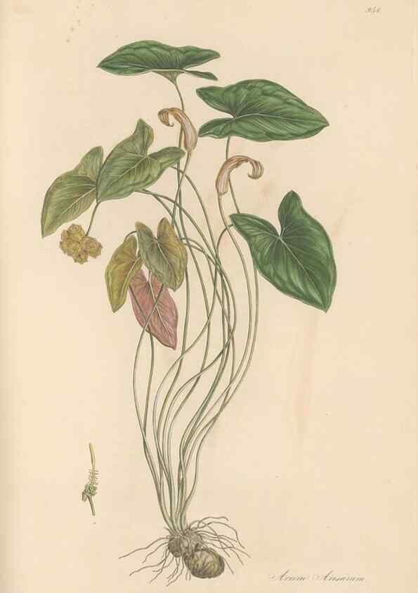 Reproducción/Reproduction 49580327977: Flora Graeca, sive, Plantarum rariorum historia, quas in provinciis aut insulis Graeciae /. Londini :Typis Richardi Taylor et socii, in Vico Shoe-Lane :MDCCCVI-MDCCCXL [1806-1840].. 