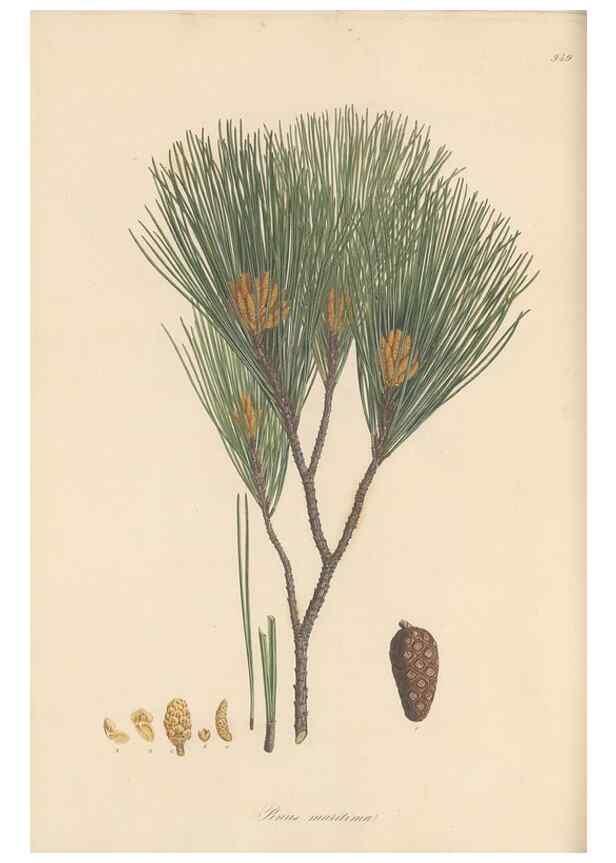 Reproducción/Reproduction 49580328292: Flora Graeca, sive, Plantarum rariorum historia, quas in provinciis aut insulis Graeciae /. Londini :Typis Richardi Taylor et socii, in Vico Shoe-Lane :MDCCCVI-MDCCCXL [1806-1840].. 