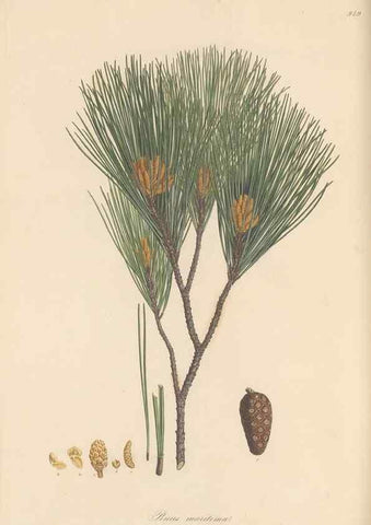 Reproducción/Reproduction 49580328292: Flora Graeca, sive, Plantarum rariorum historia, quas in provinciis aut insulis Graeciae /. Londini :Typis Richardi Taylor et socii, in Vico Shoe-Lane :MDCCCVI-MDCCCXL [1806-1840].. 