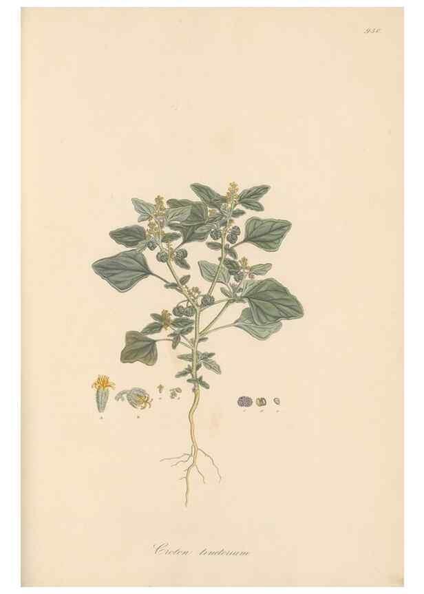 Reproducción/Reproduction 49580328542: Flora Graeca, sive, Plantarum rariorum historia, quas in provinciis aut insulis Graeciae /. Londini :Typis Richardi Taylor et socii, in Vico Shoe-Lane :MDCCCVI-MDCCCXL [1806-1840].. 