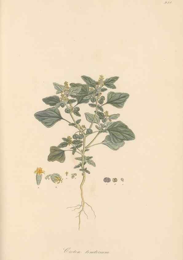 Reproducción/Reproduction 49580328542: Flora Graeca, sive, Plantarum rariorum historia, quas in provinciis aut insulis Graeciae /. Londini :Typis Richardi Taylor et socii, in Vico Shoe-Lane :MDCCCVI-MDCCCXL [1806-1840].. 