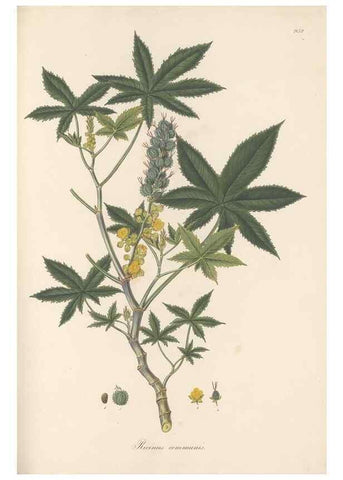 Reproducción/Reproduction 49579601968: Flora Graeca, sive, Plantarum rariorum historia, quas in provinciis aut insulis Graeciae /. Londini :Typis Richardi Taylor et socii, in Vico Shoe-Lane :MDCCCVI-MDCCCXL [1806-1840].. 