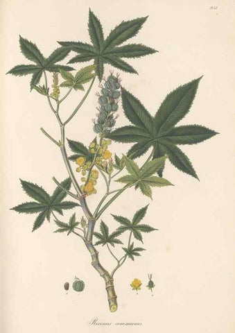 Reproducción/Reproduction 49579601968: Flora Graeca, sive, Plantarum rariorum historia, quas in provinciis aut insulis Graeciae /. Londini :Typis Richardi Taylor et socii, in Vico Shoe-Lane :MDCCCVI-MDCCCXL [1806-1840].. 