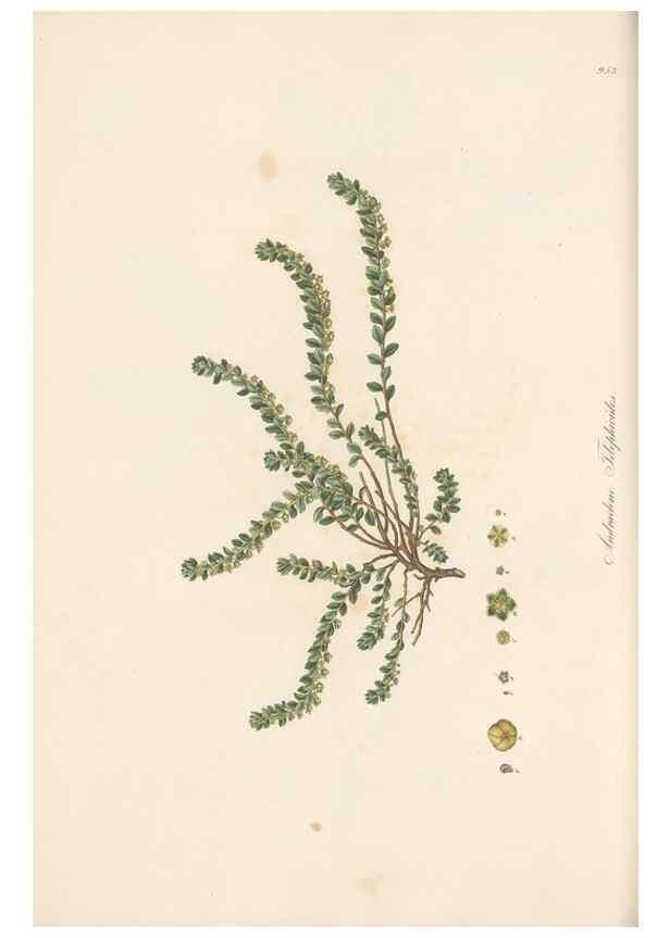 Reproducción/Reproduction 49580102661: Flora Graeca, sive, Plantarum rariorum historia, quas in provinciis aut insulis Graeciae /. Londini :Typis Richardi Taylor et socii, in Vico Shoe-Lane :MDCCCVI-MDCCCXL [1806-1840].. 