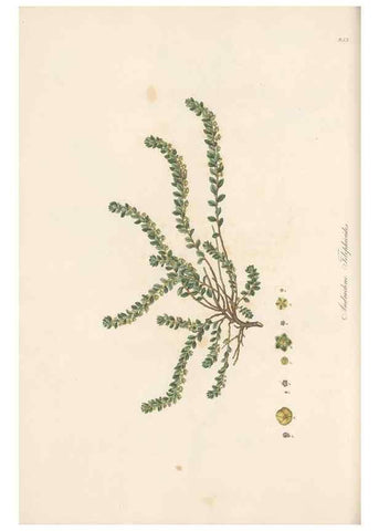 Reproducción/Reproduction 49580102661: Flora Graeca, sive, Plantarum rariorum historia, quas in provinciis aut insulis Graeciae /. Londini :Typis Richardi Taylor et socii, in Vico Shoe-Lane :MDCCCVI-MDCCCXL [1806-1840].. 