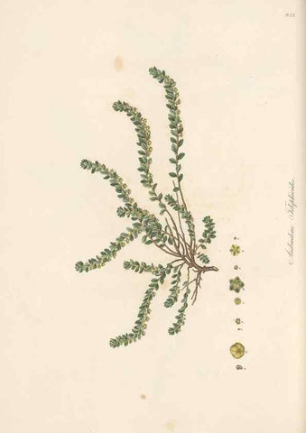 Reproducción/Reproduction 49580102661: Flora Graeca, sive, Plantarum rariorum historia, quas in provinciis aut insulis Graeciae /. Londini :Typis Richardi Taylor et socii, in Vico Shoe-Lane :MDCCCVI-MDCCCXL [1806-1840].. 