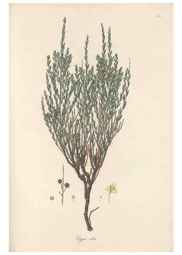 Reproducción/Reproduction 49580329737: Flora Graeca, sive, Plantarum rariorum historia, quas in provinciis aut insulis Graeciae /. Londini :Typis Richardi Taylor et socii, in Vico Shoe-Lane :MDCCCVI-MDCCCXL [1806-1840].. 