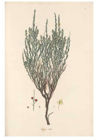 Reproducción/Reproduction 49580329737: Flora Graeca, sive, Plantarum rariorum historia, quas in provinciis aut insulis Graeciae /. Londini :Typis Richardi Taylor et socii, in Vico Shoe-Lane :MDCCCVI-MDCCCXL [1806-1840].. 