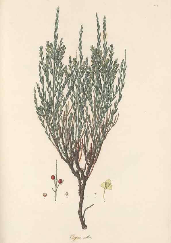 Reproducción/Reproduction 49580329737: Flora Graeca, sive, Plantarum rariorum historia, quas in provinciis aut insulis Graeciae /. Londini :Typis Richardi Taylor et socii, in Vico Shoe-Lane :MDCCCVI-MDCCCXL [1806-1840].. 