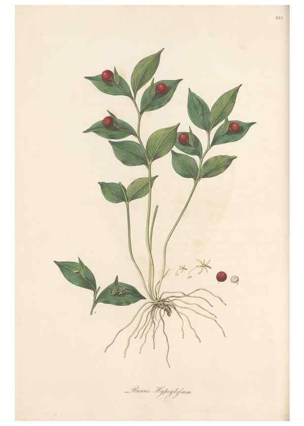 Reproducción/Reproduction 49580330017: Flora Graeca, sive, Plantarum rariorum historia, quas in provinciis aut insulis Graeciae /. Londini :Typis Richardi Taylor et socii, in Vico Shoe-Lane :MDCCCVI-MDCCCXL [1806-1840].. 