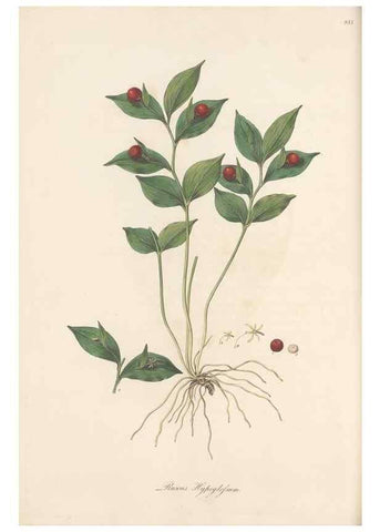 Reproducción/Reproduction 49580330017: Flora Graeca, sive, Plantarum rariorum historia, quas in provinciis aut insulis Graeciae /. Londini :Typis Richardi Taylor et socii, in Vico Shoe-Lane :MDCCCVI-MDCCCXL [1806-1840].. 