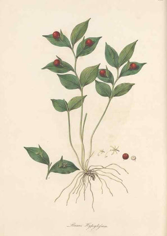 Reproducción/Reproduction 49580330017: Flora Graeca, sive, Plantarum rariorum historia, quas in provinciis aut insulis Graeciae /. Londini :Typis Richardi Taylor et socii, in Vico Shoe-Lane :MDCCCVI-MDCCCXL [1806-1840].. 