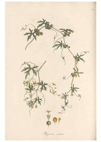 Reproducción/Reproduction 49580098646: Flora Graeca, sive, Plantarum rariorum historia, quas in provinciis aut insulis Graeciae /. Londini :Typis Richardi Taylor et socii, in Vico Shoe-Lane :MDCCCVI-MDCCCXL [1806-1840].. 