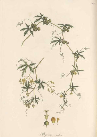 Reproducción/Reproduction 49580098646: Flora Graeca, sive, Plantarum rariorum historia, quas in provinciis aut insulis Graeciae /. Londini :Typis Richardi Taylor et socii, in Vico Shoe-Lane :MDCCCVI-MDCCCXL [1806-1840].. 