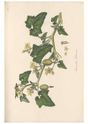 Reproducción/Reproduction 49579597968: Flora Graeca, sive, Plantarum rariorum historia, quas in provinciis aut insulis Graeciae /. Londini :Typis Richardi Taylor et socii, in Vico Shoe-Lane :MDCCCVI-MDCCCXL [1806-1840].. 