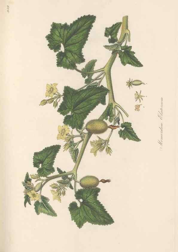 Reproducción/Reproduction 49579597968: Flora Graeca, sive, Plantarum rariorum historia, quas in provinciis aut insulis Graeciae /. Londini :Typis Richardi Taylor et socii, in Vico Shoe-Lane :MDCCCVI-MDCCCXL [1806-1840].. 