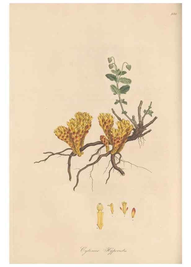 Reproducción/Reproduction 49580098011: Flora Graeca, sive, Plantarum rariorum historia, quas in provinciis aut insulis Graeciae /. Londini :Typis Richardi Taylor et socii, in Vico Shoe-Lane :MDCCCVI-MDCCCXL [1806-1840].. 