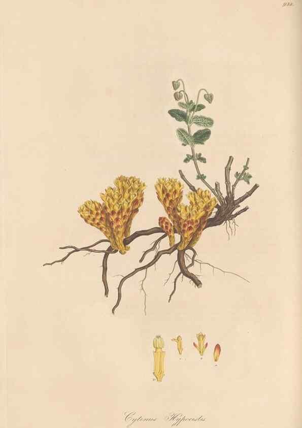 Reproducción/Reproduction 49580098011: Flora Graeca, sive, Plantarum rariorum historia, quas in provinciis aut insulis Graeciae /. Londini :Typis Richardi Taylor et socii, in Vico Shoe-Lane :MDCCCVI-MDCCCXL [1806-1840].. 