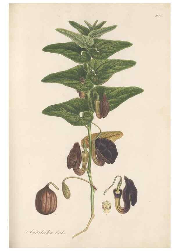 Reproducción/Reproduction 49580097696: Flora Graeca, sive, Plantarum rariorum historia, quas in provinciis aut insulis Graeciae /. Londini :Typis Richardi Taylor et socii, in Vico Shoe-Lane :MDCCCVI-MDCCCXL [1806-1840].. 
