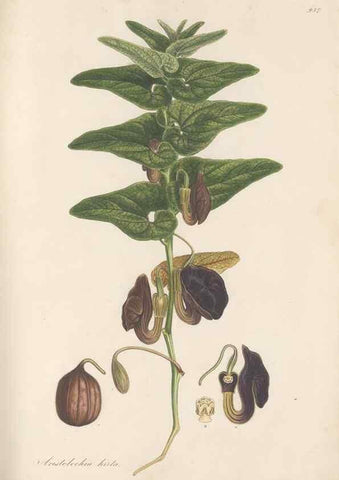 Reproducción/Reproduction 49580097696: Flora Graeca, sive, Plantarum rariorum historia, quas in provinciis aut insulis Graeciae /. Londini :Typis Richardi Taylor et socii, in Vico Shoe-Lane :MDCCCVI-MDCCCXL [1806-1840].. 