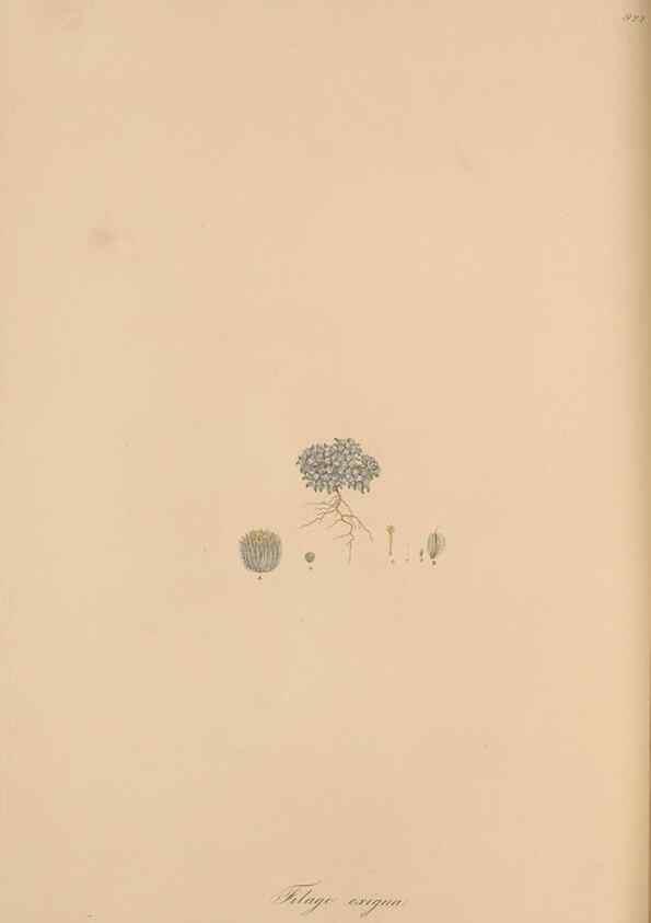 Reproducción/Reproduction 49580319282: Flora Graeca, sive, Plantarum rariorum historia, quas in provinciis aut insulis Graeciae /. Londini :Typis Richardi Taylor et socii, in Vico Shoe-Lane :MDCCCVI-MDCCCXL [1806-1840].. 