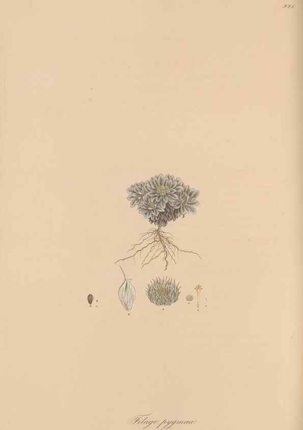 Reproducción/Reproduction 49580092636: Flora Graeca, sive, Plantarum rariorum historia, quas in provinciis aut insulis Graeciae /. Londini :Typis Richardi Taylor et socii, in Vico Shoe-Lane :MDCCCVI-MDCCCXL [1806-1840].. 