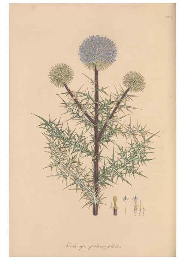 Reproducción/Reproduction 49580319957: Flora Graeca, sive, Plantarum rariorum historia, quas in provinciis aut insulis Graeciae /. Londini :Typis Richardi Taylor et socii, in Vico Shoe-Lane :MDCCCVI-MDCCCXL [1806-1840].. 