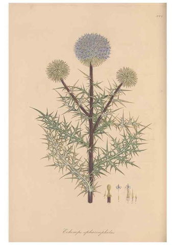 Reproducción/Reproduction 49580319957: Flora Graeca, sive, Plantarum rariorum historia, quas in provinciis aut insulis Graeciae /. Londini :Typis Richardi Taylor et socii, in Vico Shoe-Lane :MDCCCVI-MDCCCXL [1806-1840].. 