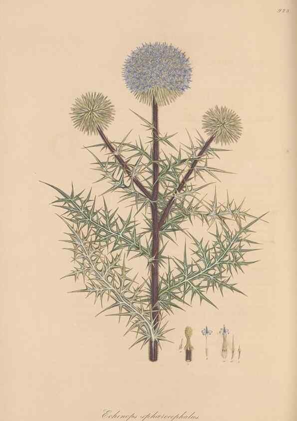 Reproducción/Reproduction 49580319957: Flora Graeca, sive, Plantarum rariorum historia, quas in provinciis aut insulis Graeciae /. Londini :Typis Richardi Taylor et socii, in Vico Shoe-Lane :MDCCCVI-MDCCCXL [1806-1840].. 