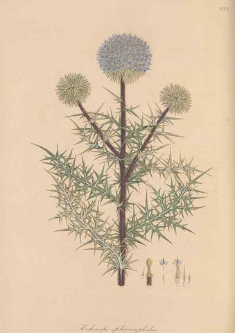 Reproducción/Reproduction 49580319957: Flora Graeca, sive, Plantarum rariorum historia, quas in provinciis aut insulis Graeciae /. Londini :Typis Richardi Taylor et socii, in Vico Shoe-Lane :MDCCCVI-MDCCCXL [1806-1840].. 