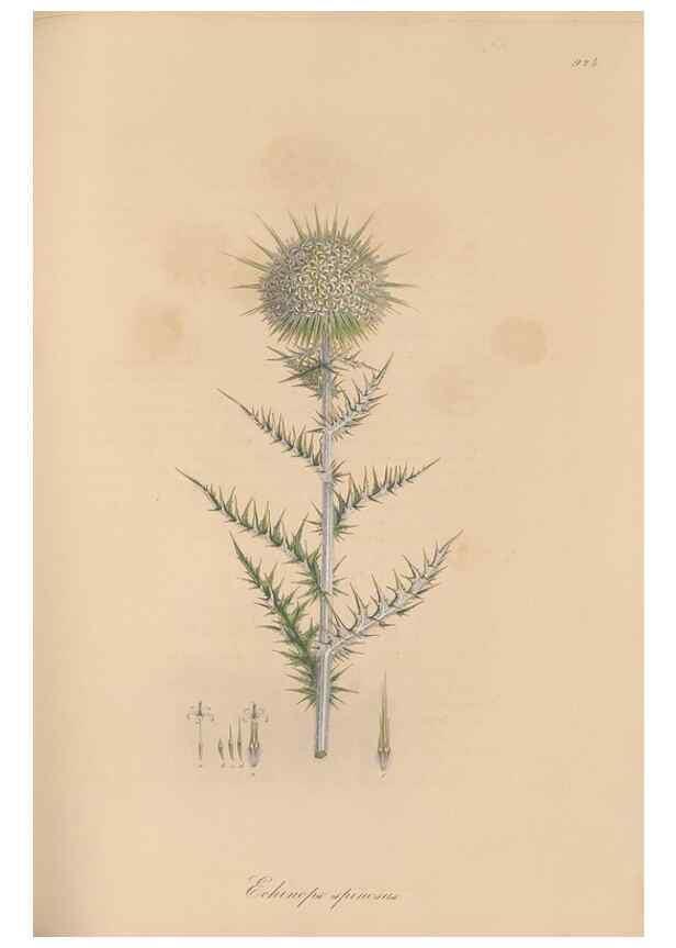 Reproducción/Reproduction 49580093371: Flora Graeca, sive, Plantarum rariorum historia, quas in provinciis aut insulis Graeciae /. Londini :Typis Richardi Taylor et socii, in Vico Shoe-Lane :MDCCCVI-MDCCCXL [1806-1840].. 