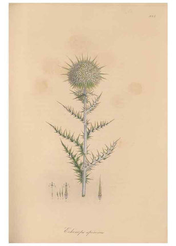 Reproducción/Reproduction 49580093371: Flora Graeca, sive, Plantarum rariorum historia, quas in provinciis aut insulis Graeciae /. Londini :Typis Richardi Taylor et socii, in Vico Shoe-Lane :MDCCCVI-MDCCCXL [1806-1840].. 