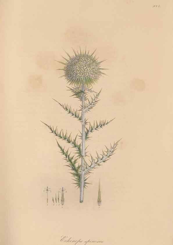 Reproducción/Reproduction 49580093371: Flora Graeca, sive, Plantarum rariorum historia, quas in provinciis aut insulis Graeciae /. Londini :Typis Richardi Taylor et socii, in Vico Shoe-Lane :MDCCCVI-MDCCCXL [1806-1840].. 