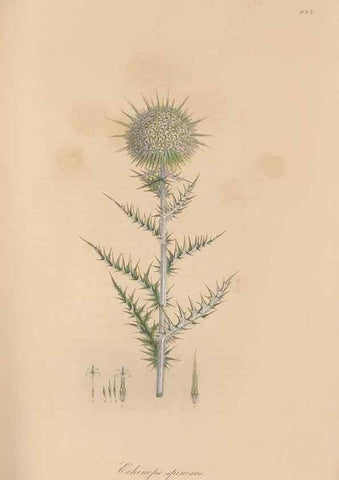 Reproducción/Reproduction 49580093371: Flora Graeca, sive, Plantarum rariorum historia, quas in provinciis aut insulis Graeciae /. Londini :Typis Richardi Taylor et socii, in Vico Shoe-Lane :MDCCCVI-MDCCCXL [1806-1840].. 