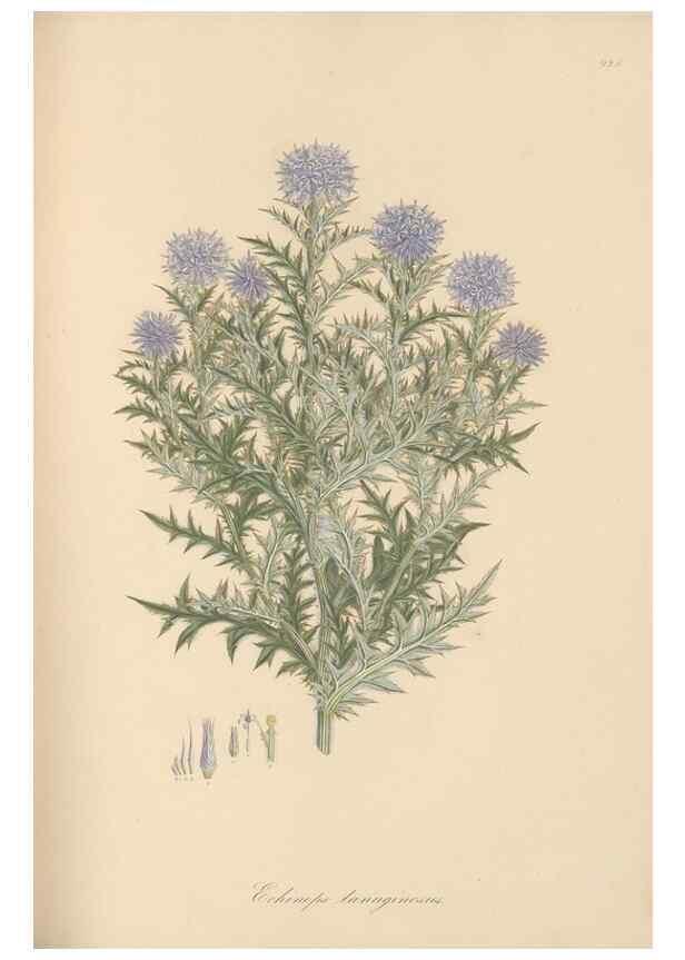 Reproducción/Reproduction 49579593228: Flora Graeca, sive, Plantarum rariorum historia, quas in provinciis aut insulis Graeciae /. Londini :Typis Richardi Taylor et socii, in Vico Shoe-Lane :MDCCCVI-MDCCCXL [1806-1840].. 