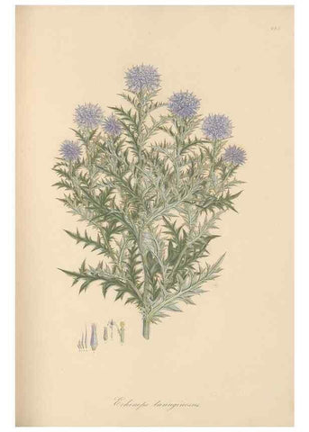 Reproducción/Reproduction 49579593228: Flora Graeca, sive, Plantarum rariorum historia, quas in provinciis aut insulis Graeciae /. Londini :Typis Richardi Taylor et socii, in Vico Shoe-Lane :MDCCCVI-MDCCCXL [1806-1840].. 