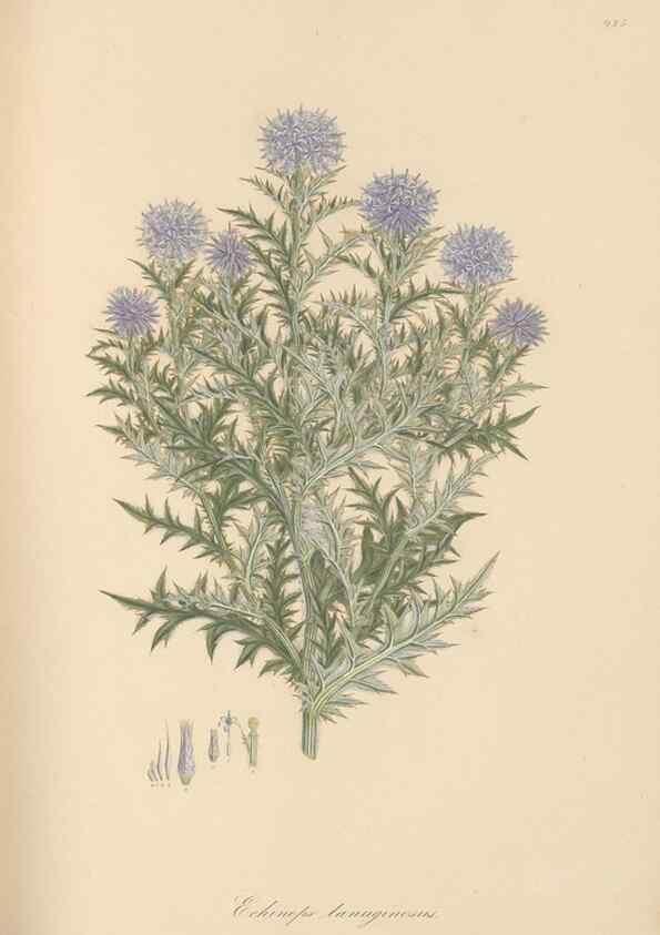 Reproducción/Reproduction 49579593228: Flora Graeca, sive, Plantarum rariorum historia, quas in provinciis aut insulis Graeciae /. Londini :Typis Richardi Taylor et socii, in Vico Shoe-Lane :MDCCCVI-MDCCCXL [1806-1840].. 