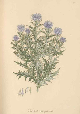 Reproducción/Reproduction 49579593228: Flora Graeca, sive, Plantarum rariorum historia, quas in provinciis aut insulis Graeciae /. Londini :Typis Richardi Taylor et socii, in Vico Shoe-Lane :MDCCCVI-MDCCCXL [1806-1840].. 