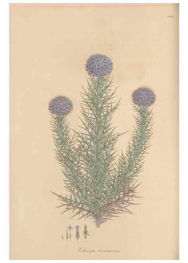 Reproducción/Reproduction 49580094131: Flora Graeca, sive, Plantarum rariorum historia, quas in provinciis aut insulis Graeciae /. Londini :Typis Richardi Taylor et socii, in Vico Shoe-Lane :MDCCCVI-MDCCCXL [1806-1840].. 